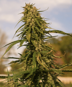 Alternative view of Omaha Jazz